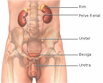 Sistema Urinário Sistema Urinário